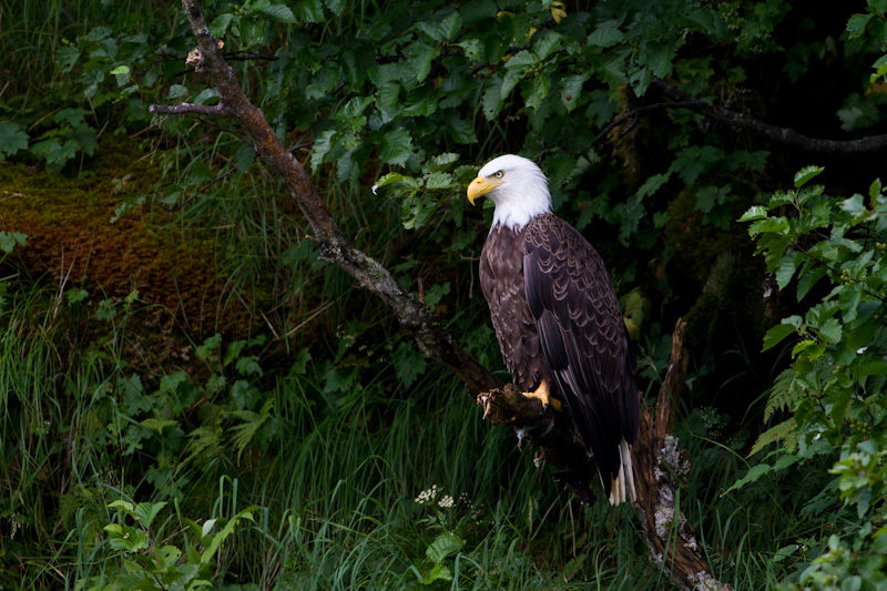 Bald Eagle